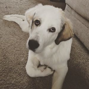 Meet your Posher, Kara